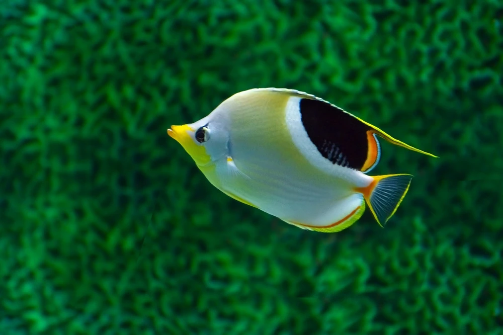 Schwarzsattel-Falterfisch (Chaetodon ephippium)