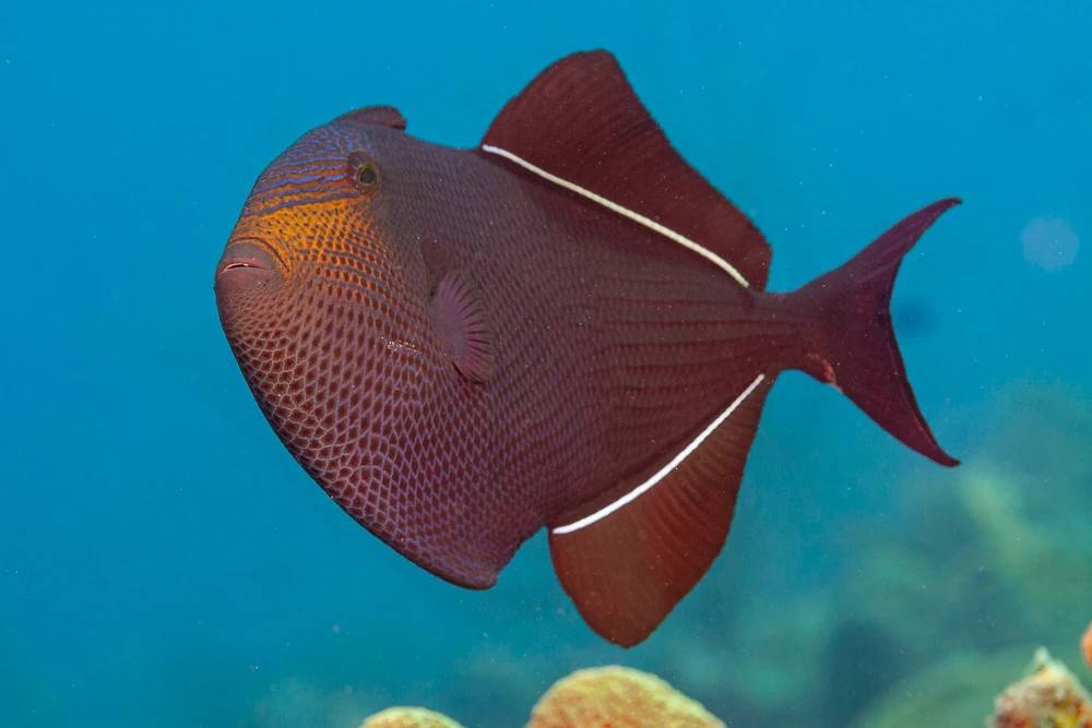 Schwarzschwanz-Drückerfisch (Melichthys niger)