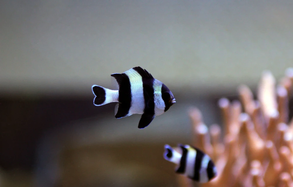 Schwarzweiß-Demoiselle (Dascyllus melanurus)