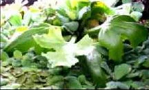 Schwimmender Hornfarn