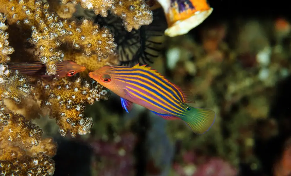 Sechsstreifen-Lippfisch (Pseudocheilinus hexataenia)