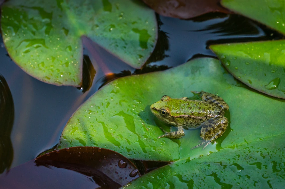 Seefrosch (Pelophylax ridibundus)