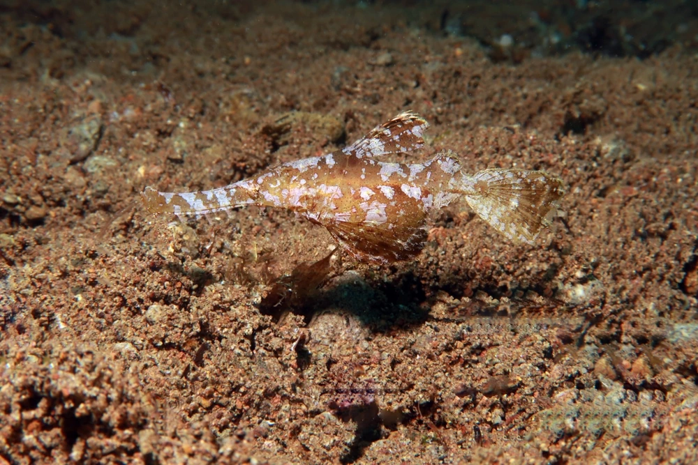 Seegras-Geisterpfeifenfisch (Solenostomus cyanopterus)