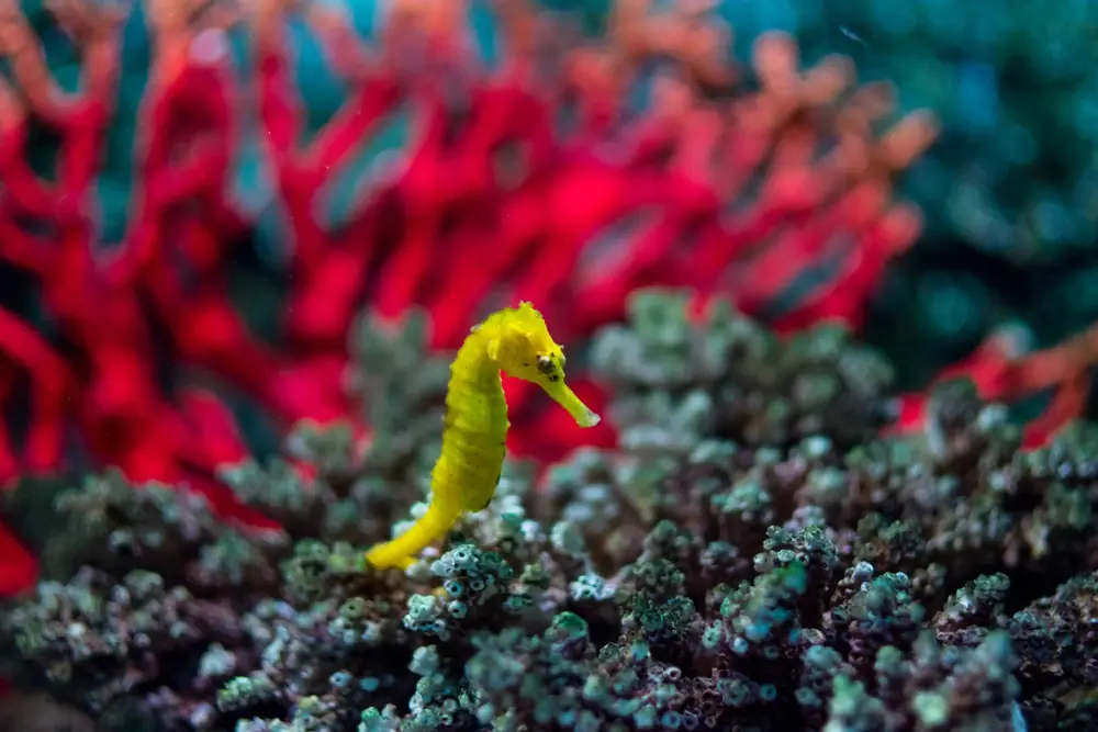 Seepferdchen (Hippocampus kuda)