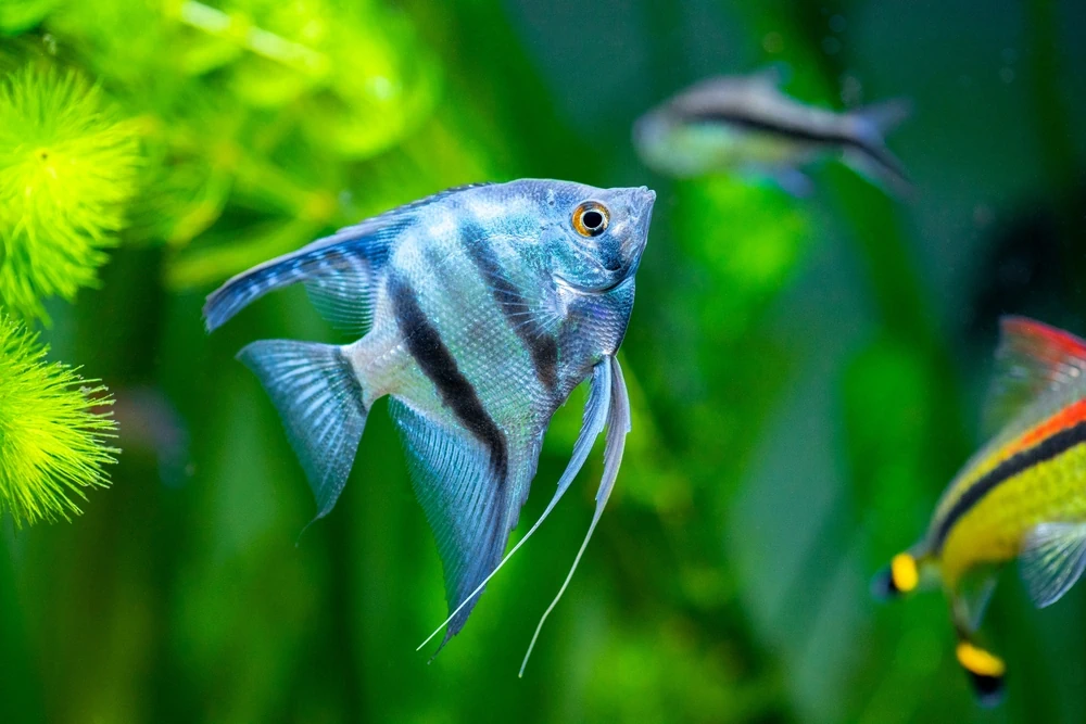 Segelflosser (Pterophyllum scalare)