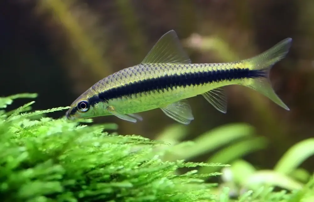 Siamesischer Algenfresser (Crossocheilus oblongus)