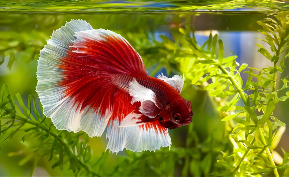 Siamesischer Kampffisch (Betta splendens)