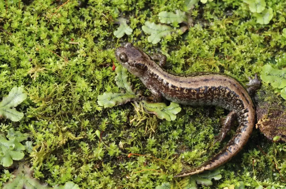 Sibirischer Winkelzahnmolch (Salamandrella keyserlingii)