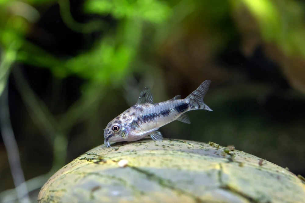 Sichelfleck-Panzerwels (Corydoras habrosus)
