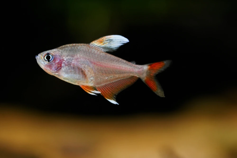 Sichelsalmler (Hyphessobrycon bentosi)