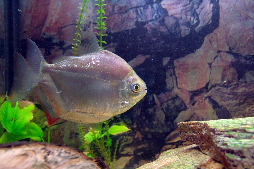 Silberdollar (Metynnis hypsauchen)