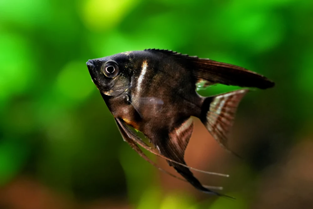 Skalar (Pterophyllum scalare)