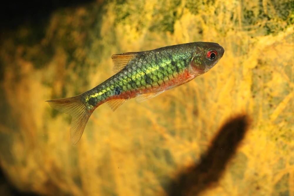 Smaragd-Barbe (Barbodes semifasciolatus)