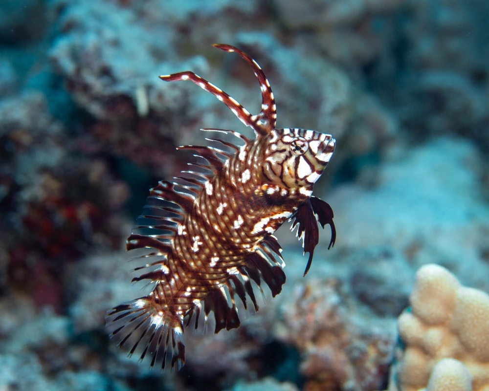 Smaragd-Lippfisch (Novaculichthys taeniourus)