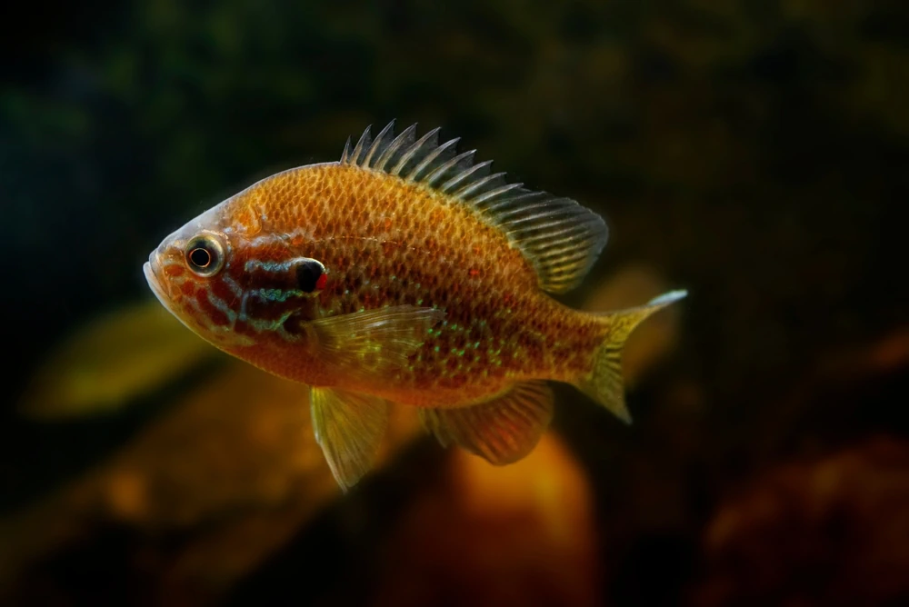 Sonnenbarsch (Lepomis gibbosus)