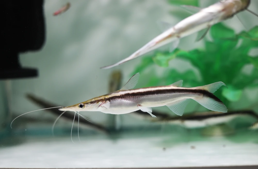 Spatelwels (Sorubim lima)