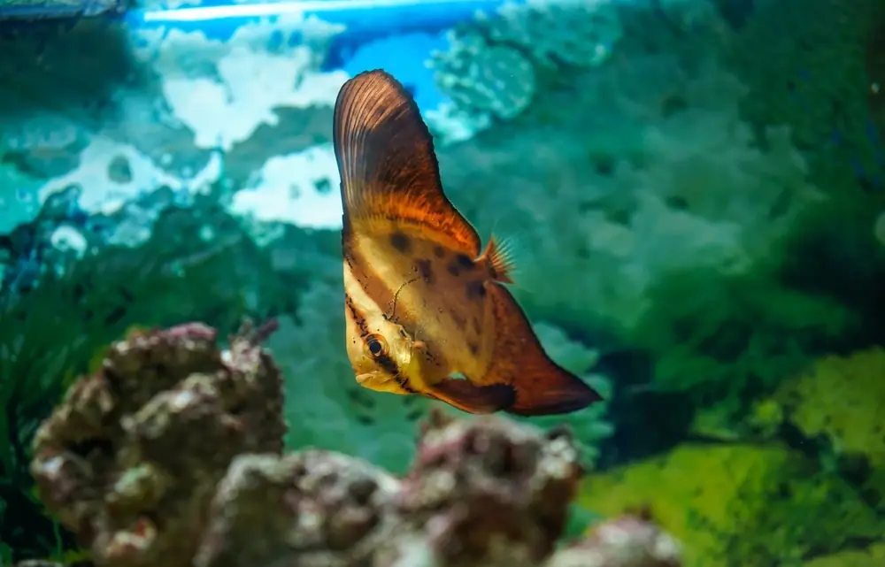 Spatenfisch (Platax orbicularis)