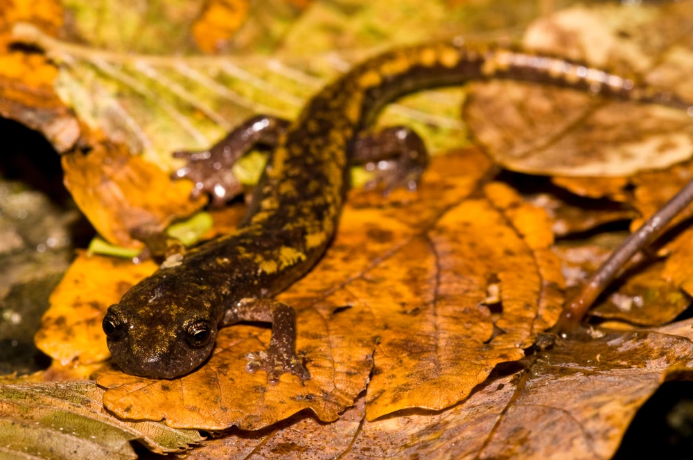 Speleomantes-Salamander (Speleomantes strinatii)