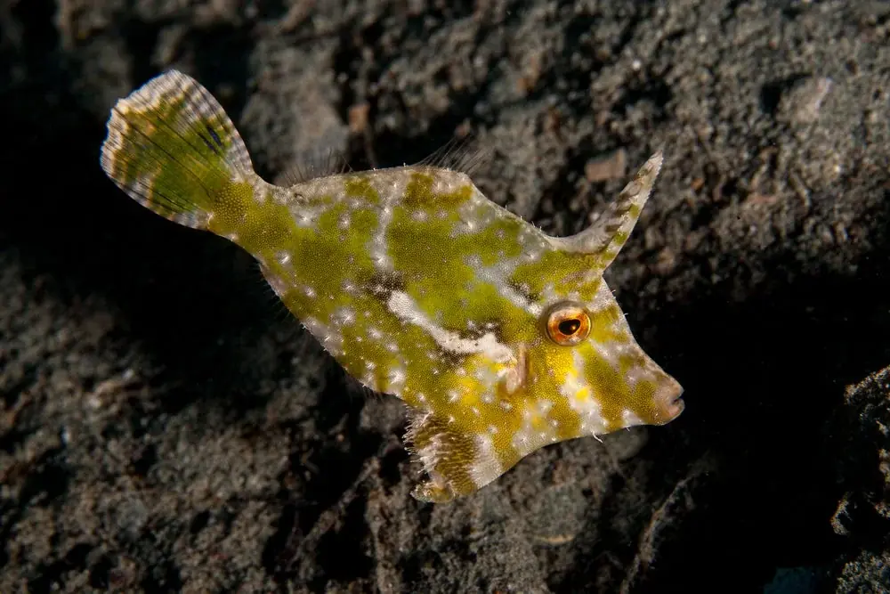 Acreichthys tomentosus