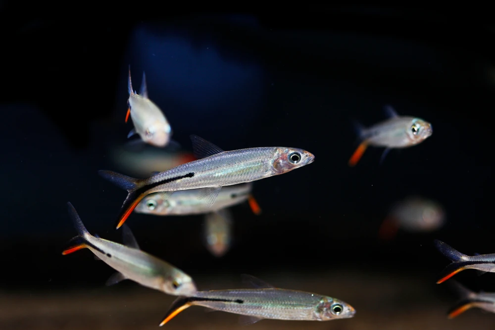 Spitzkopfsalmler (Hemiodus gracilis)