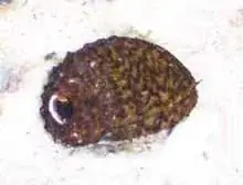 Steinschnecke