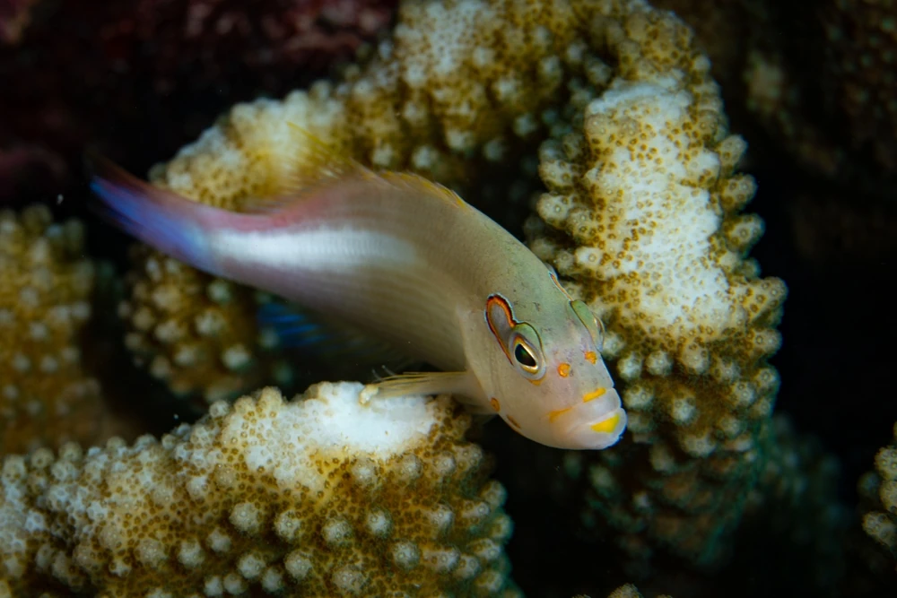 Streifen-Korallenwächter (Paracirrhites arcatus)