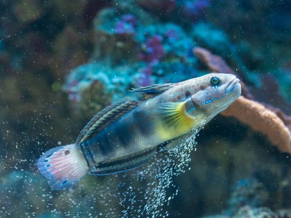 Amblygobius phalaena