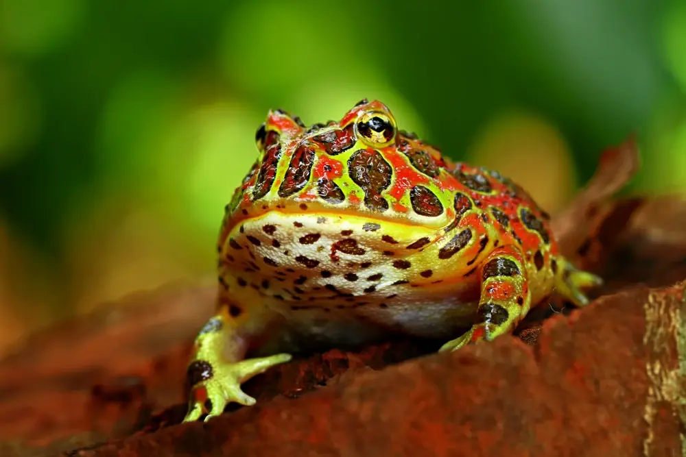 Südamerikanischer Hornfrosch (Ceratophrys ornata)