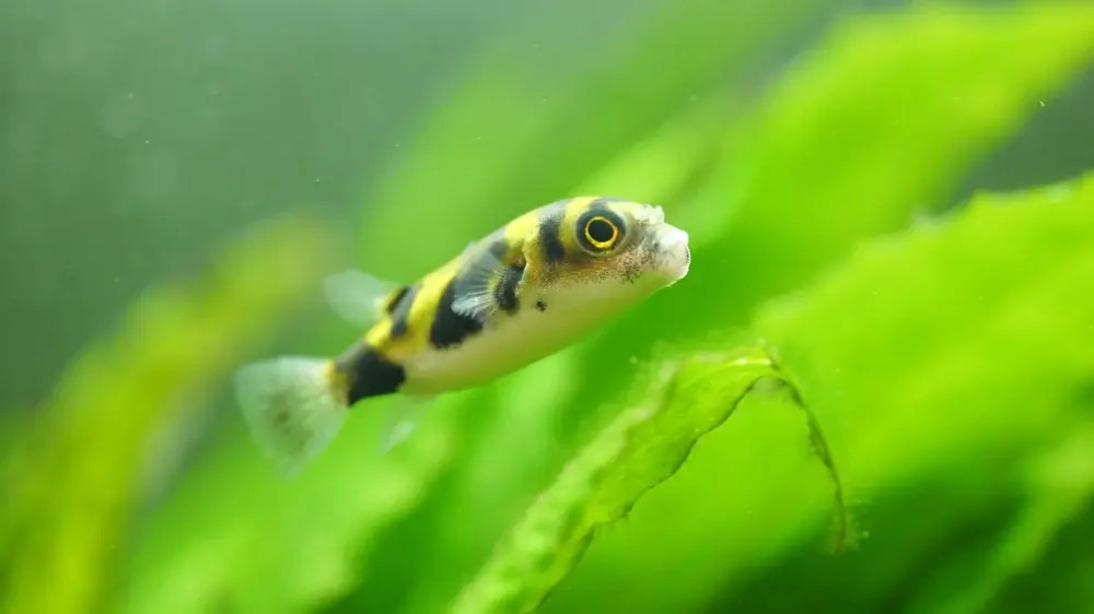 Südamerikanischer Kugelfisch (Colomesus asellus)