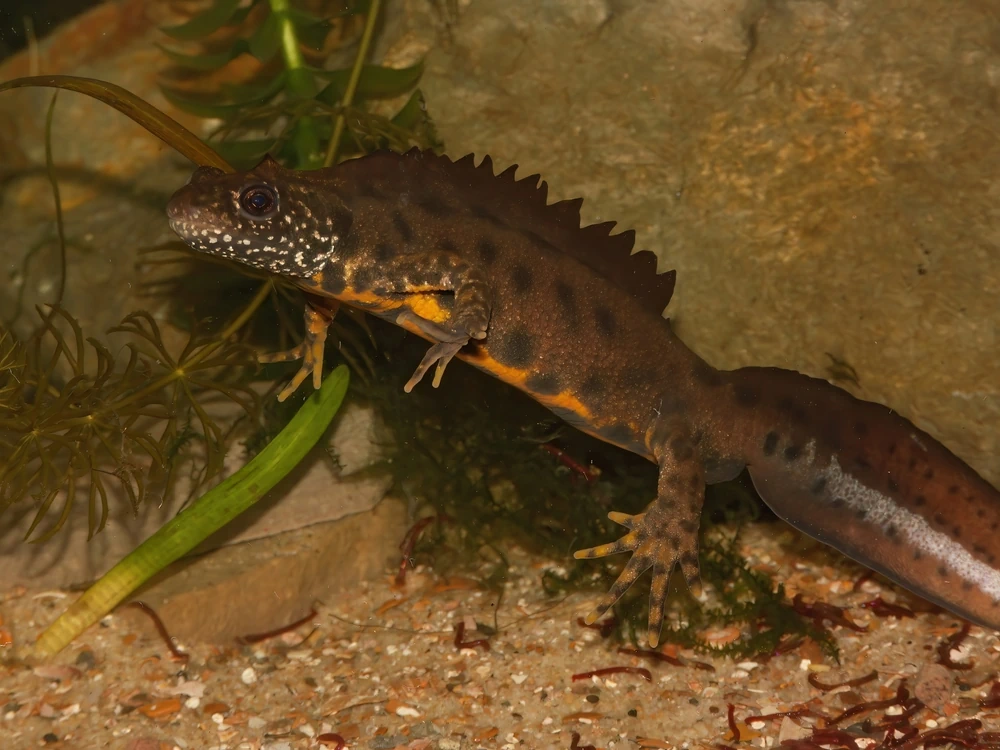 Südlicher Kammmolch (Triturus carnifex)