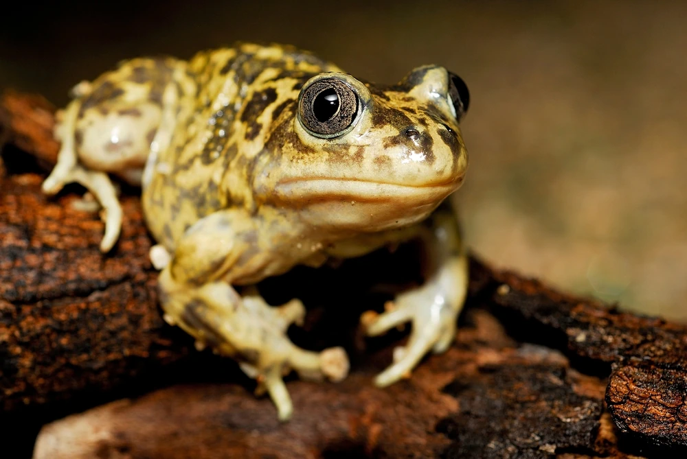 Südlicher Knoblauchkröte (Pelobates cultripes)