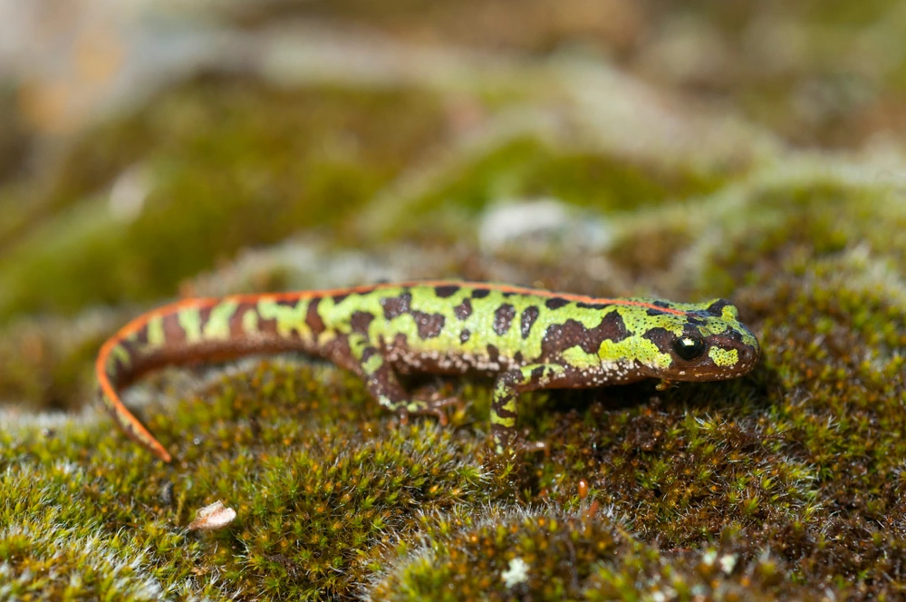 Südlicher Marmormolch (Triturus pygmaeus)