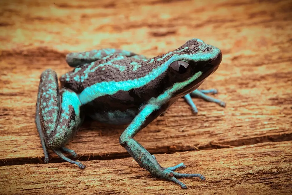 Südlicher Pfeilgiftfrosch (Ameerega bassleri)