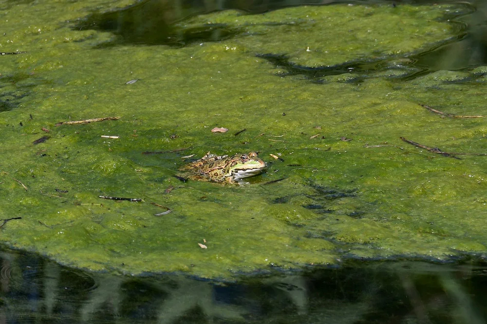 Südlicher Wasserfrosch (Pelophylax bergeri)