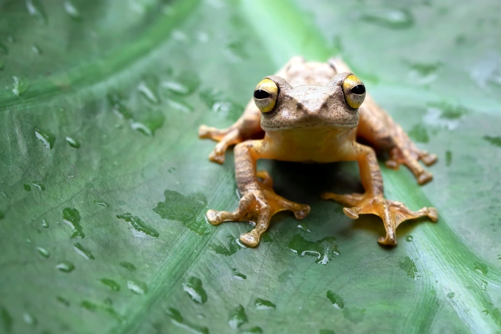 Sumatra-Laubfrosch (Rhacophorus margaritifer)