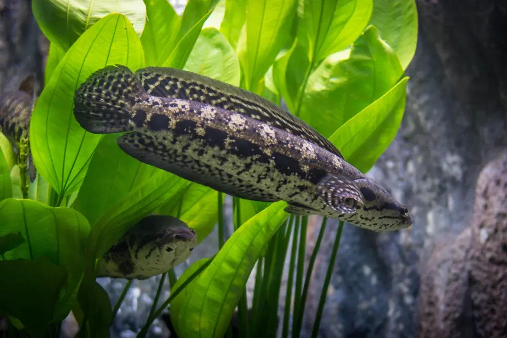 Sumatra-Schlangenkopffisch (Channa lucius)