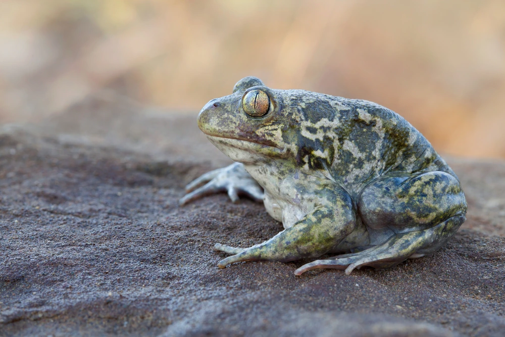Syrischer Knoblauchkröte (Pelobates syriacus)