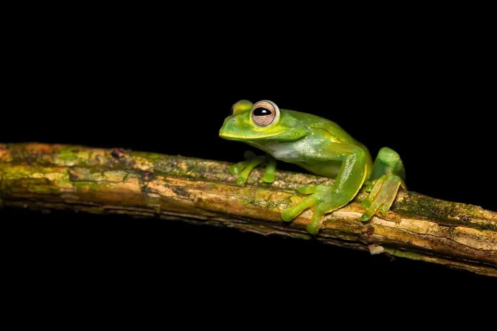 Tafelberg-Laubfrosch (Hyloscirtus palmeri)