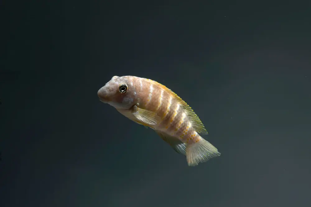 Tanganjika-Clown (Eretmodus cyanostictus)