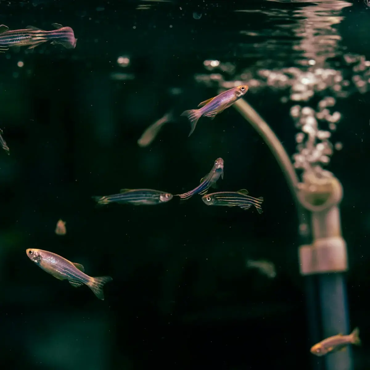 Zebrafish Swimming in Aquarium