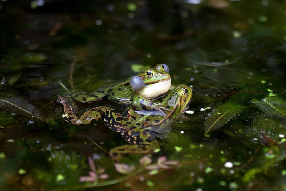 Teichfrosch (Pelophylax esculentus)