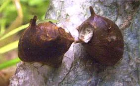 Teufelshörnchen / Spike