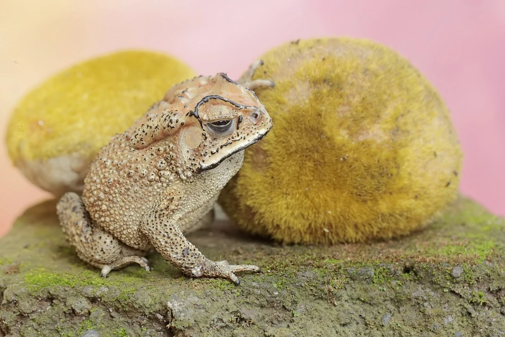 Tiefland-Kröte (Bufo melanostictus)