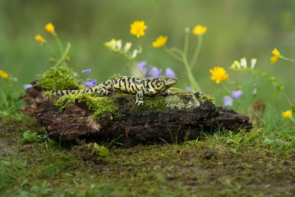 Tigermolch (Ambystoma tigrinum tigrinum)