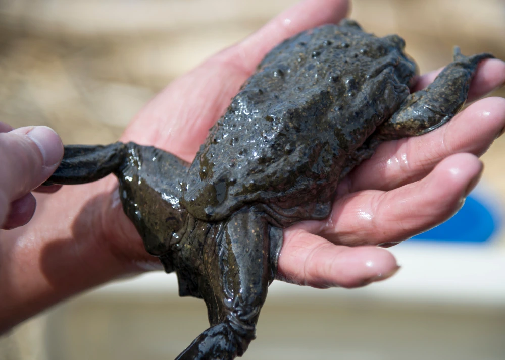 Titicaca-Riesenfrosch (Telmatobius culeus)