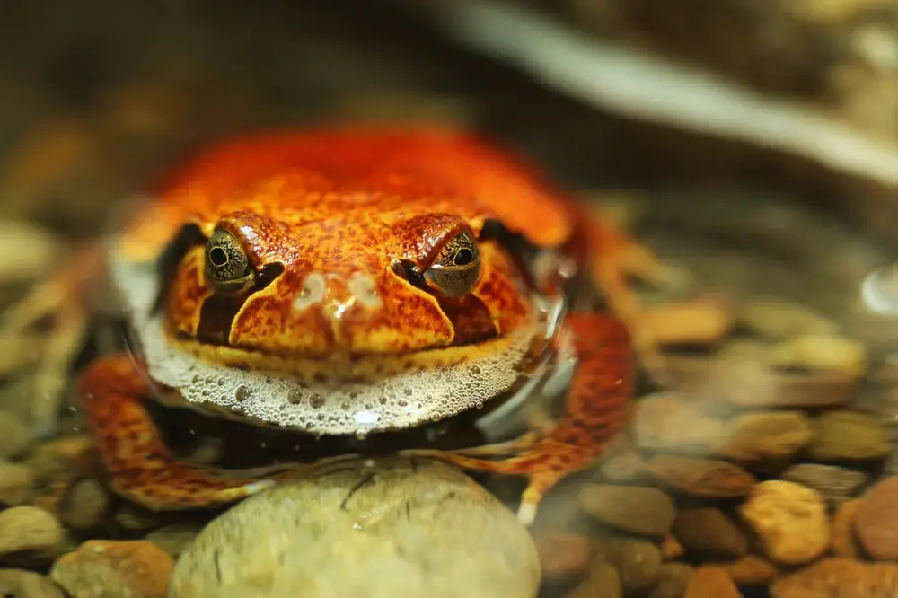 Tomatenfrosch (Dyscophus guineti)