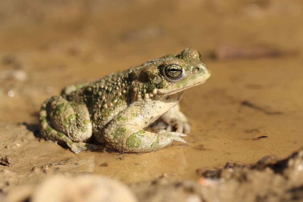 Türkische Kröte (Bufotes sitibundus)