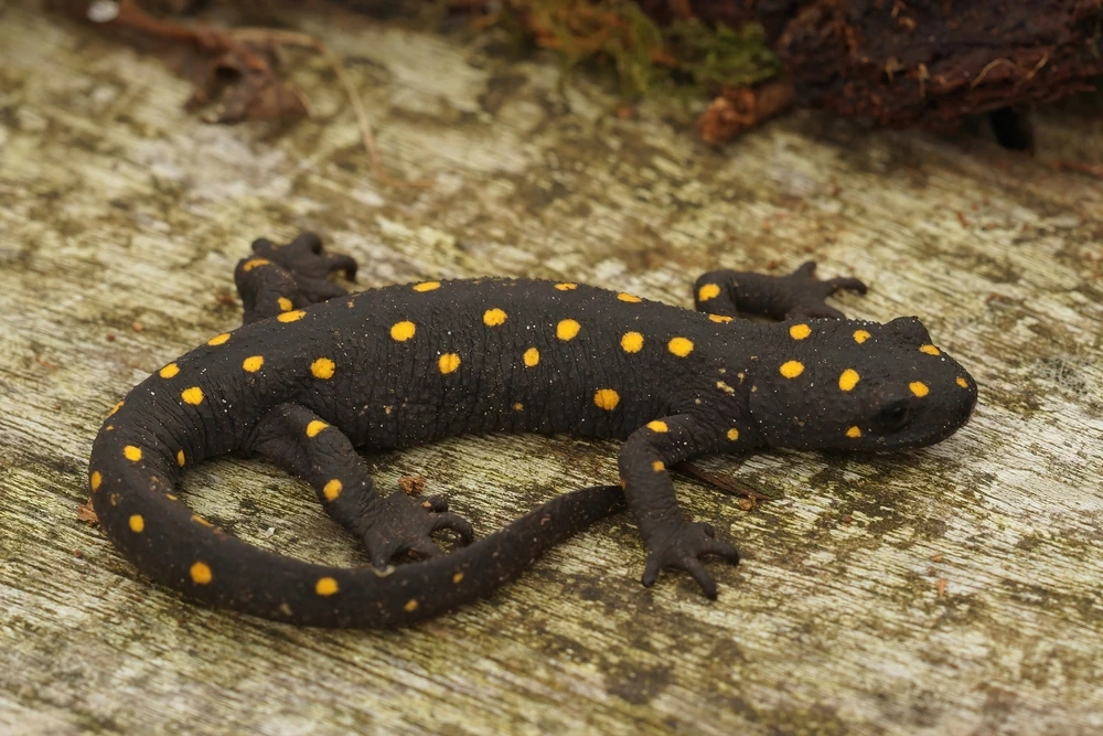 Türkischer Bergmolch (Neurergus strauchii)