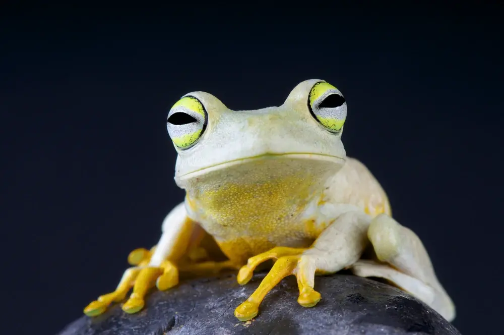 Venezolanischer Frosch (Hypsiboas crepitans)