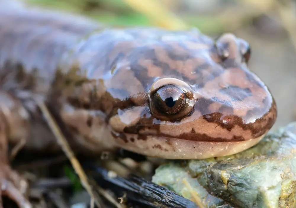 Vielzahnsalamander (Dicamptodon ensatus)